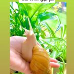 حلزون تراپی در کرج